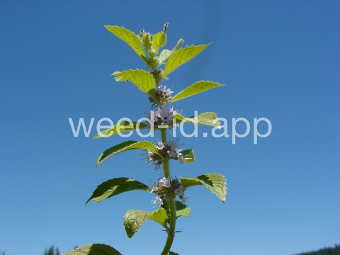 mint, field